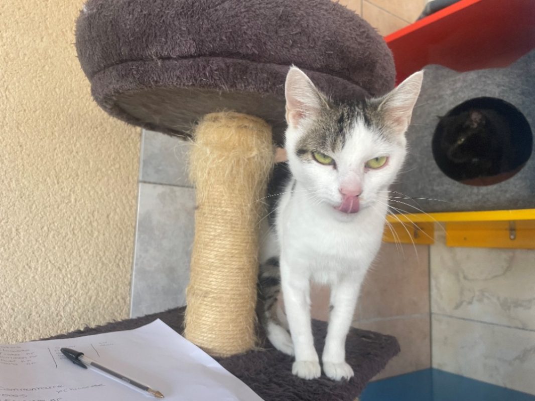 Tinka - Chat Européen à adopter - photo 3