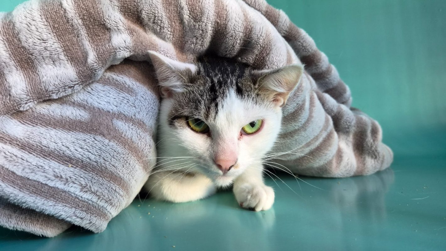 Tinka - Chat Européen à adopter - photo 4