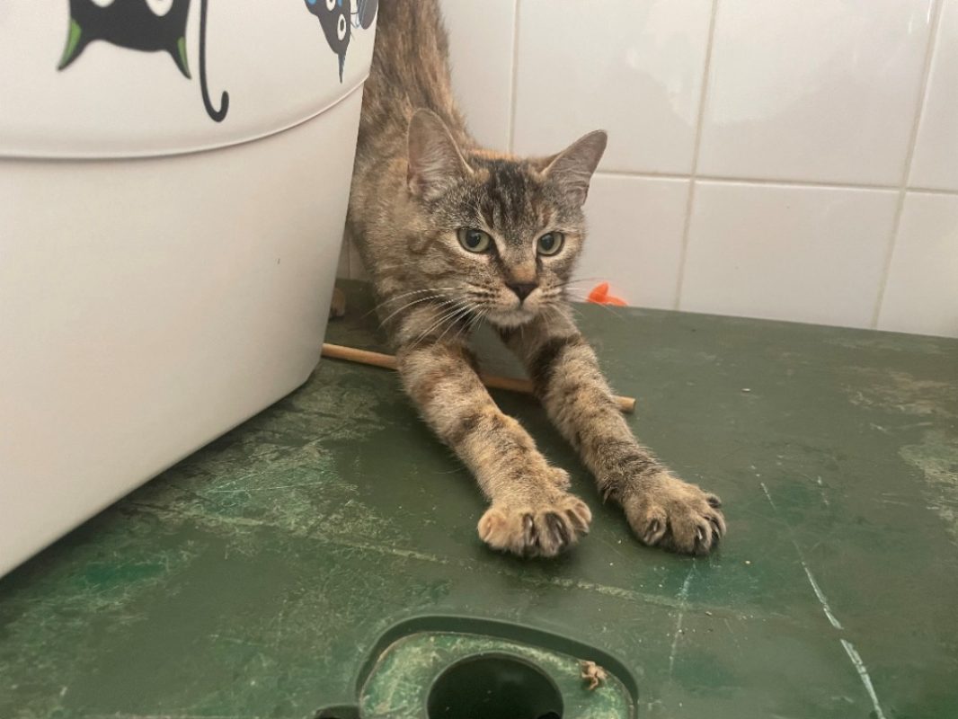 Karla - Chat Européen à adopter