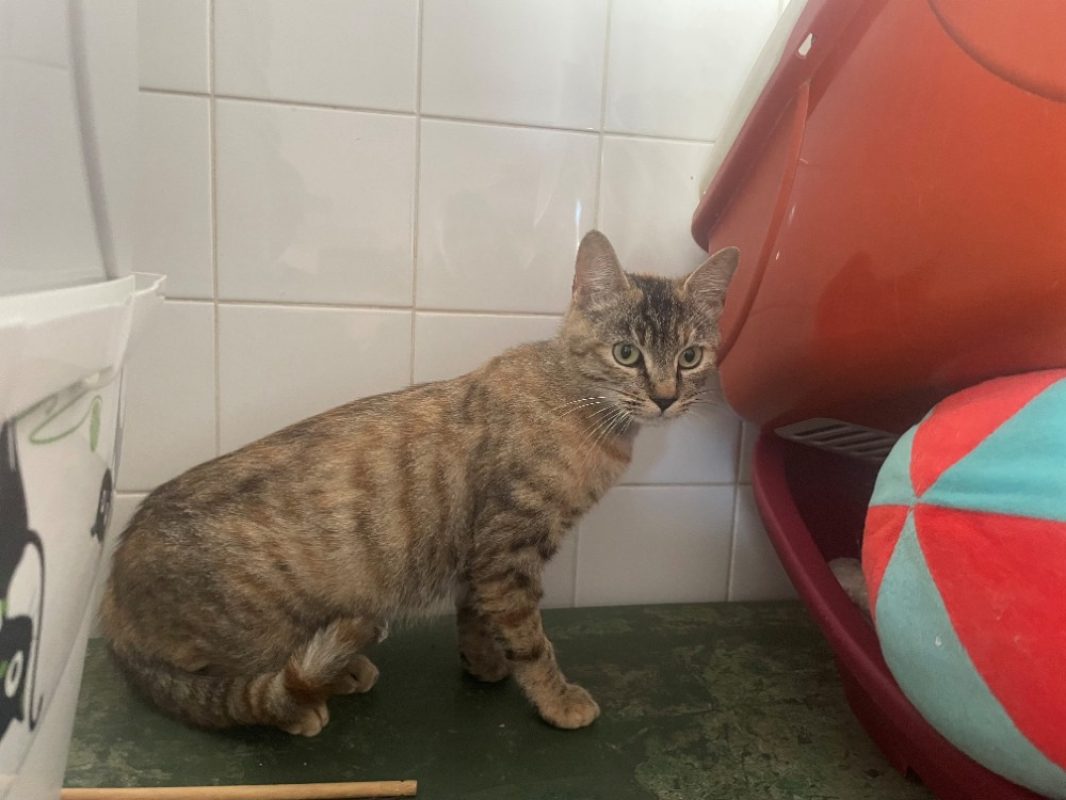 Karla - Chat Européen à adopter - photo 2