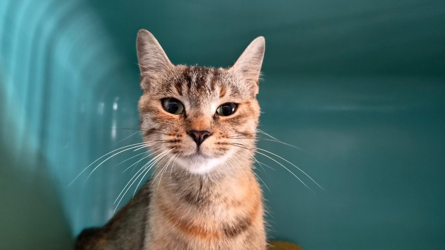 Karla - Chat Européen à adopter - photo 3