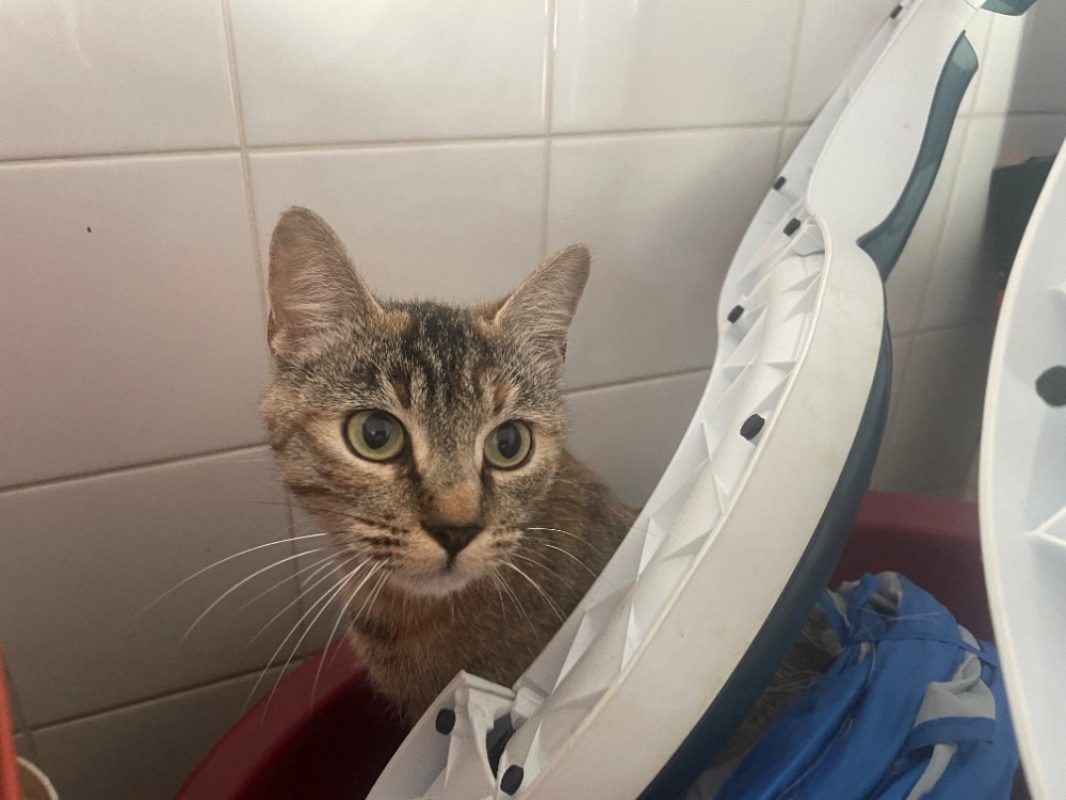 Karla - Chat Européen à adopter - photo 4