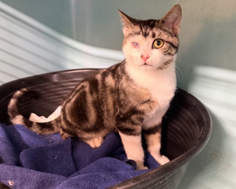 Nahuel - Chat Européen à adopter