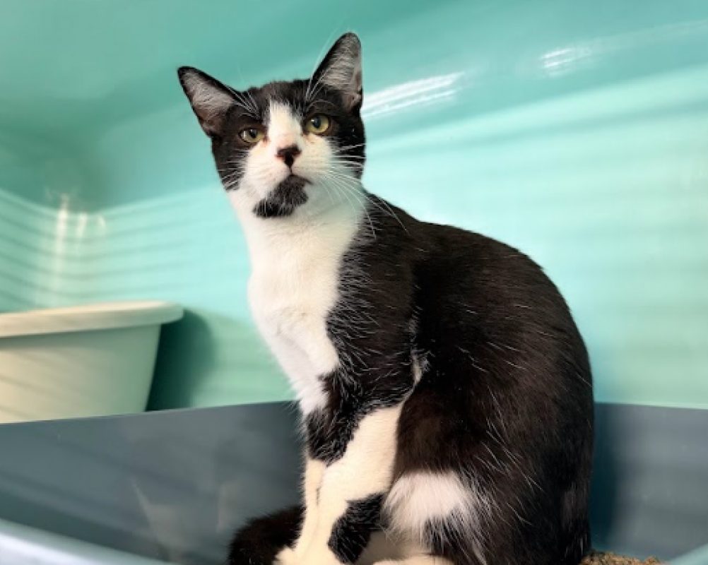Woocky - Chat Européen à adopter
