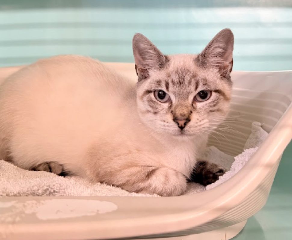 Main - Chat Européen à adopter