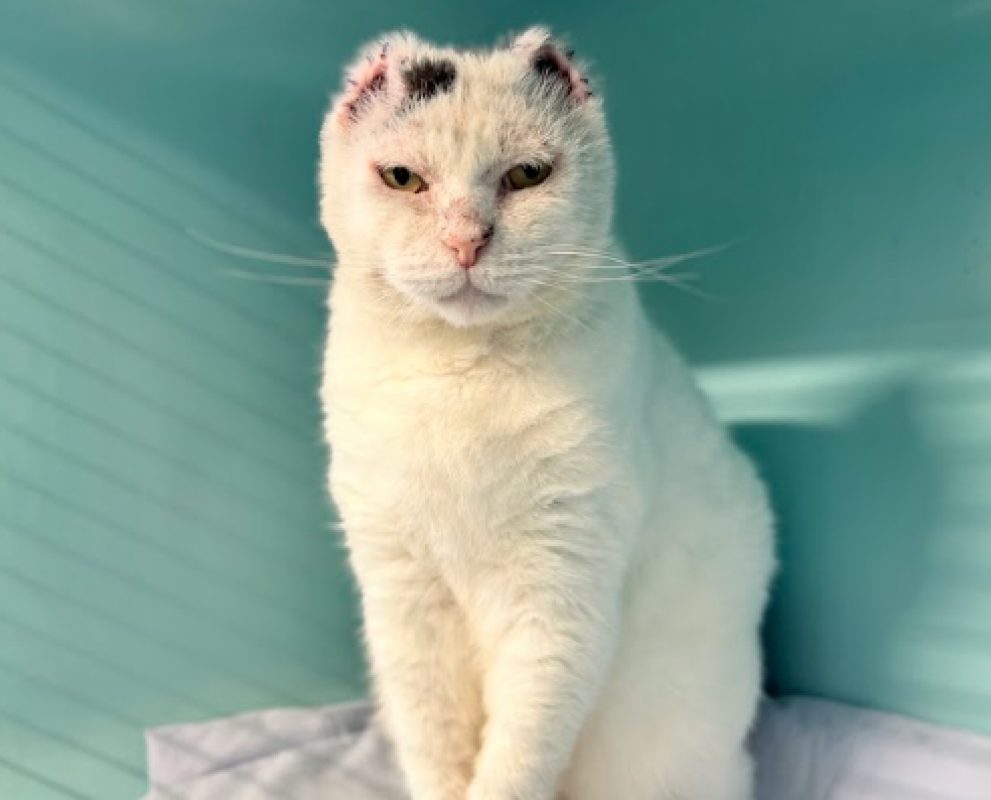 Zibou - Chat Européen à adopter