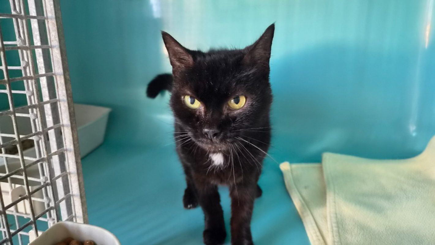 Kalinette - Chat Européen à adopter