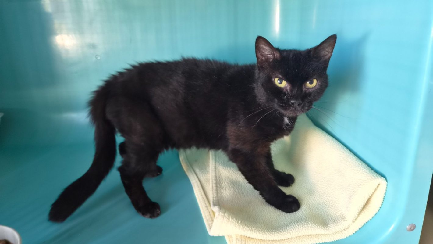 Kalinette - Chat Européen à adopter - photo 2