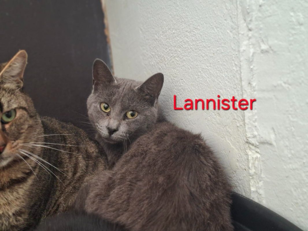 Lannister - Chat Européen à adopter