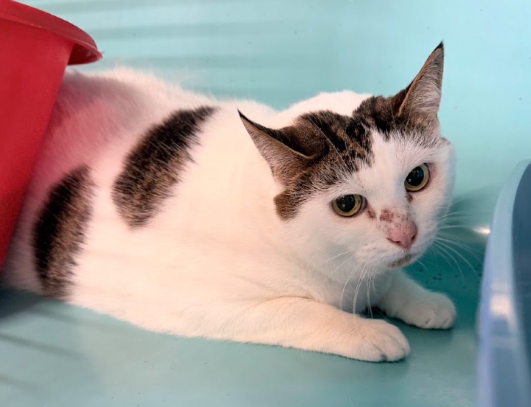 Liz - Chat Européen à adopter