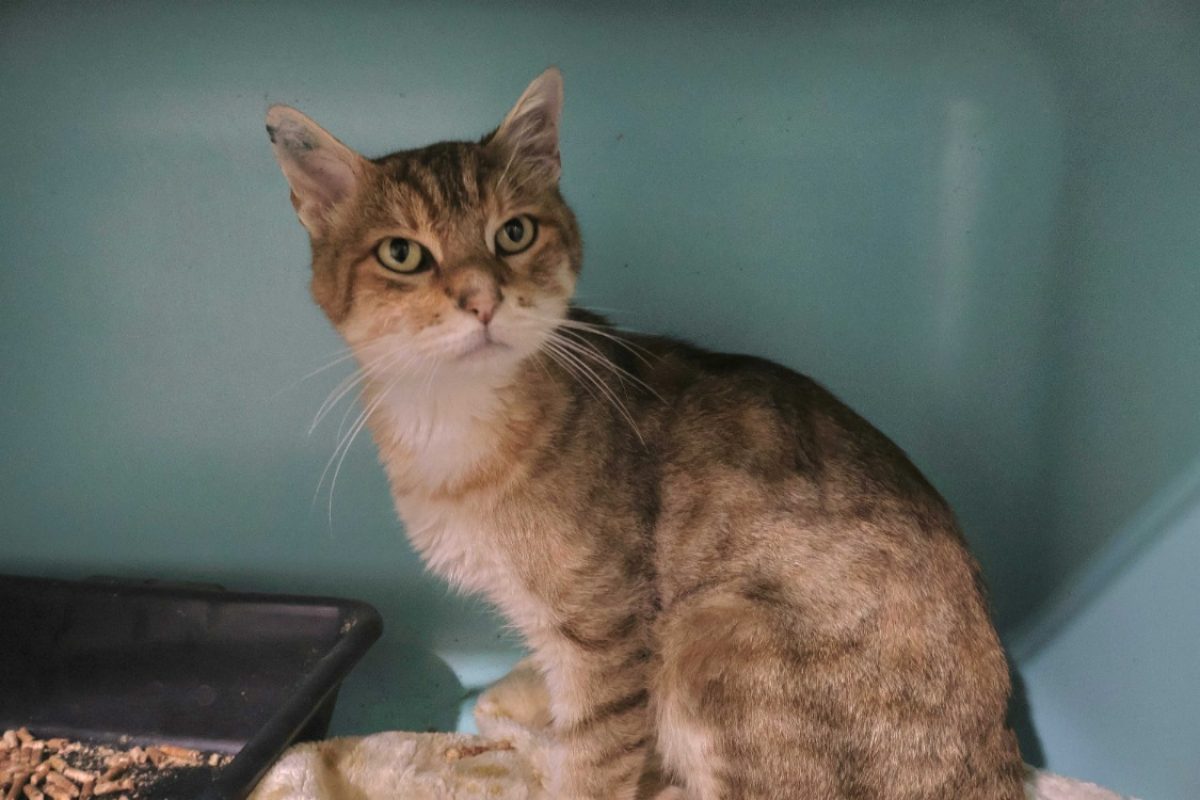 Potiron - Chat Européen à adopter