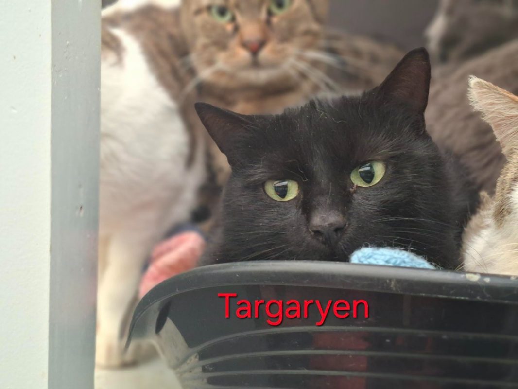Targaryen - Chat Européen à adopter