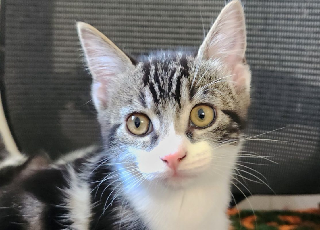 Salvador - Chat Européen à adopter