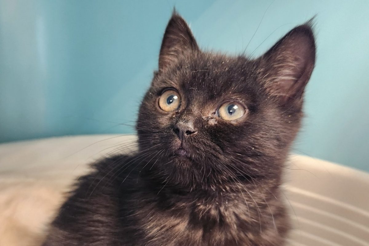 Chuan - Chat Européen à adopter