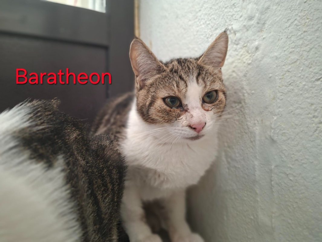 Baratheon - Chat Européen à adopter