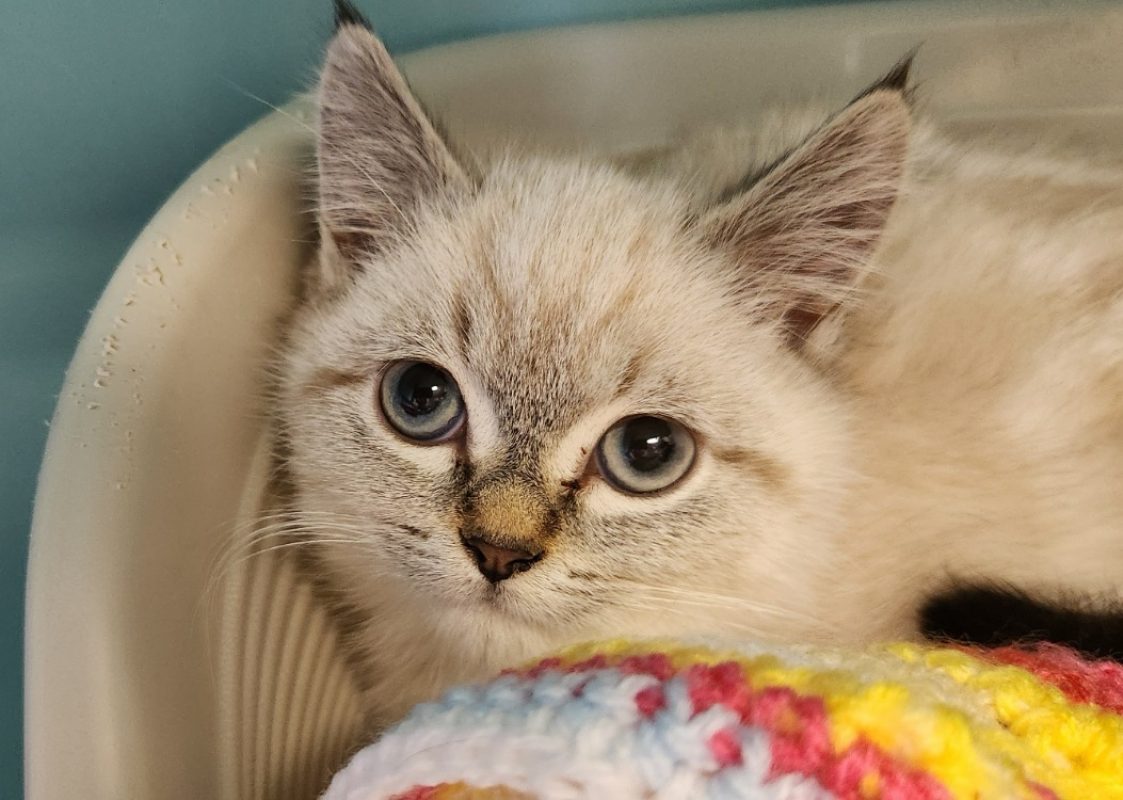 Santi - Chat Européen à adopter