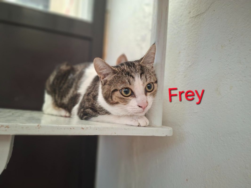 Frey - Chat Européen à adopter
