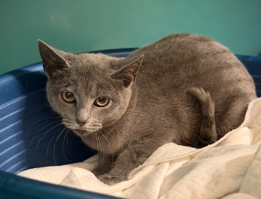 Bluey - Chat Européen à adopter