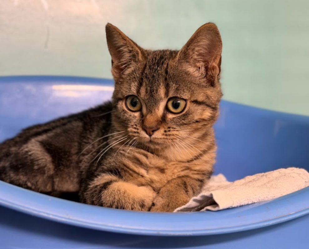 Biscotte du buisson - Chat Européen à adopter