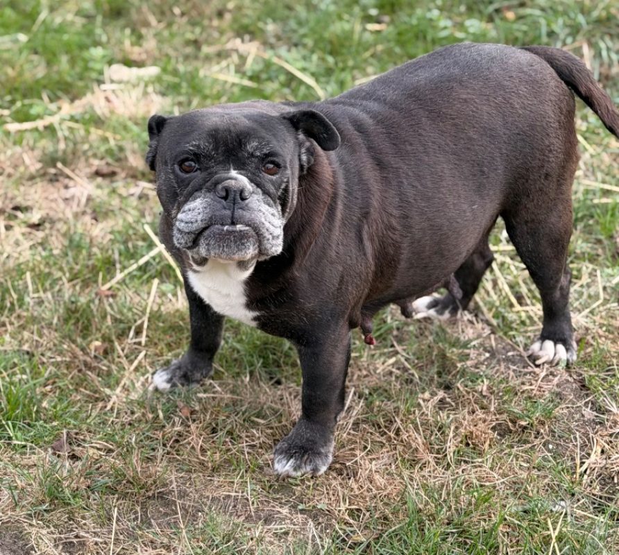 Oasis - Chien Bulldog Continental à adopter