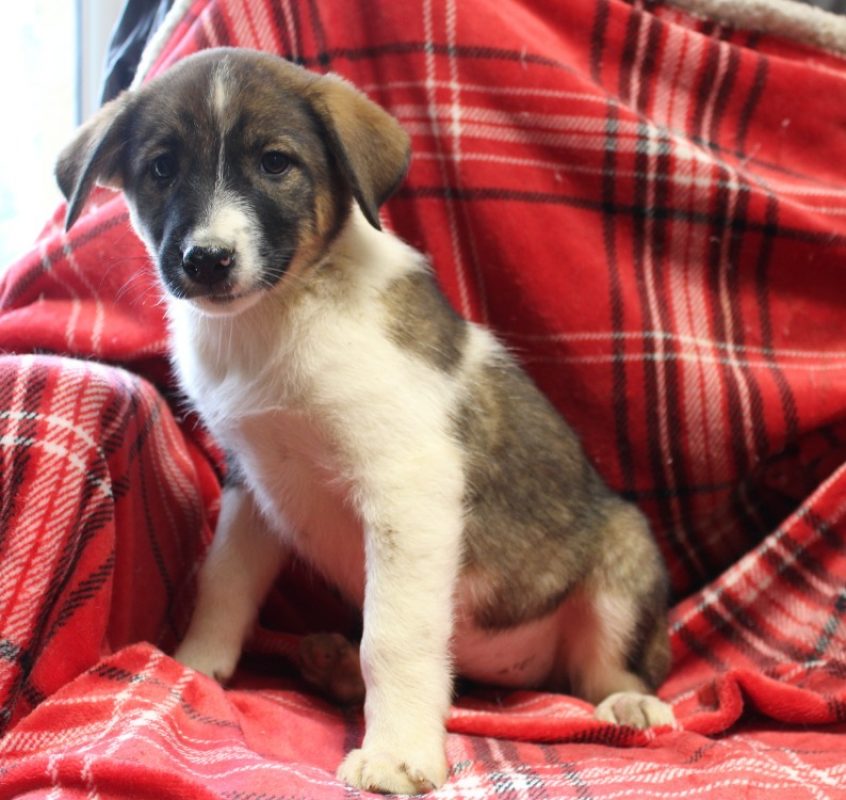 Maa - Chien à adopter