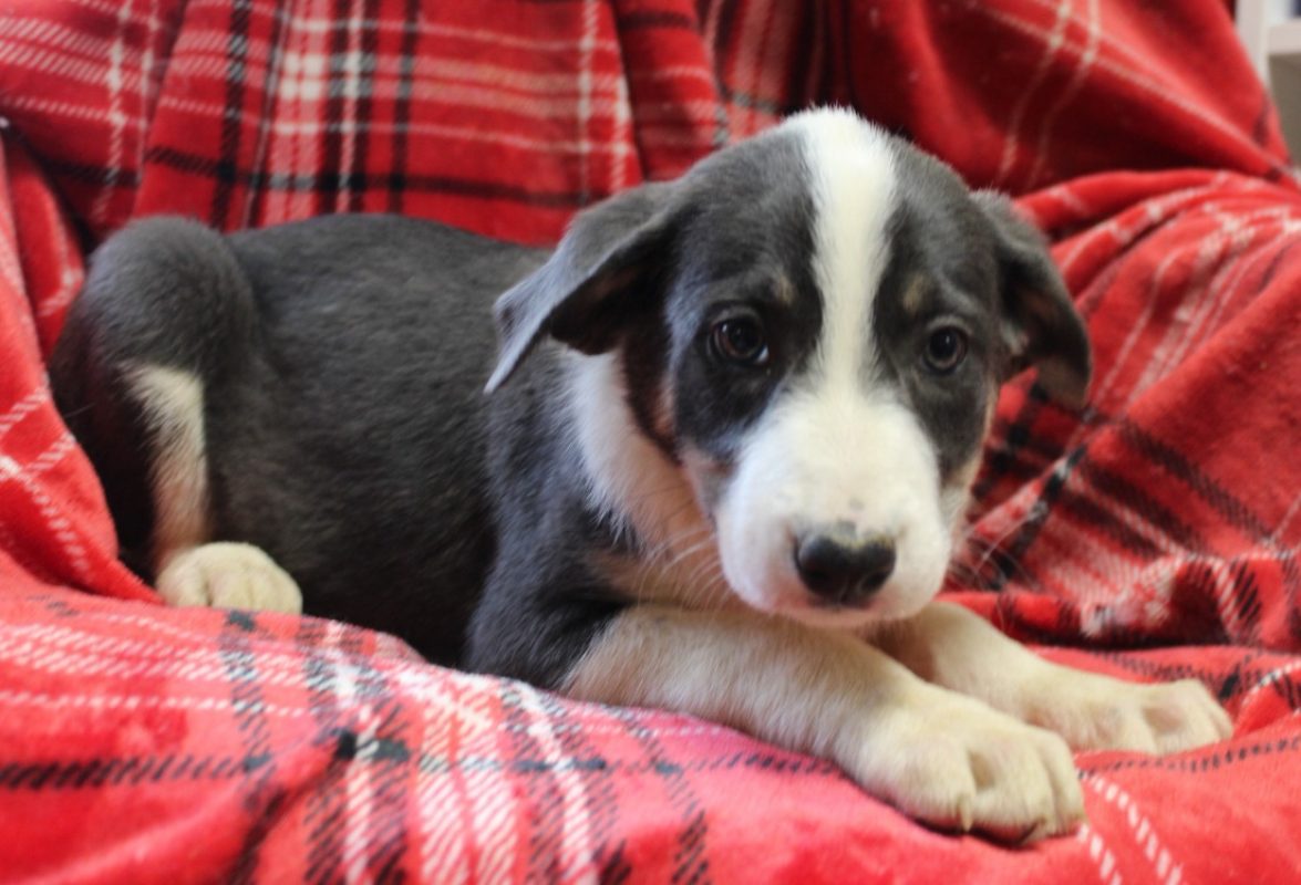 Maa - Chien à adopter