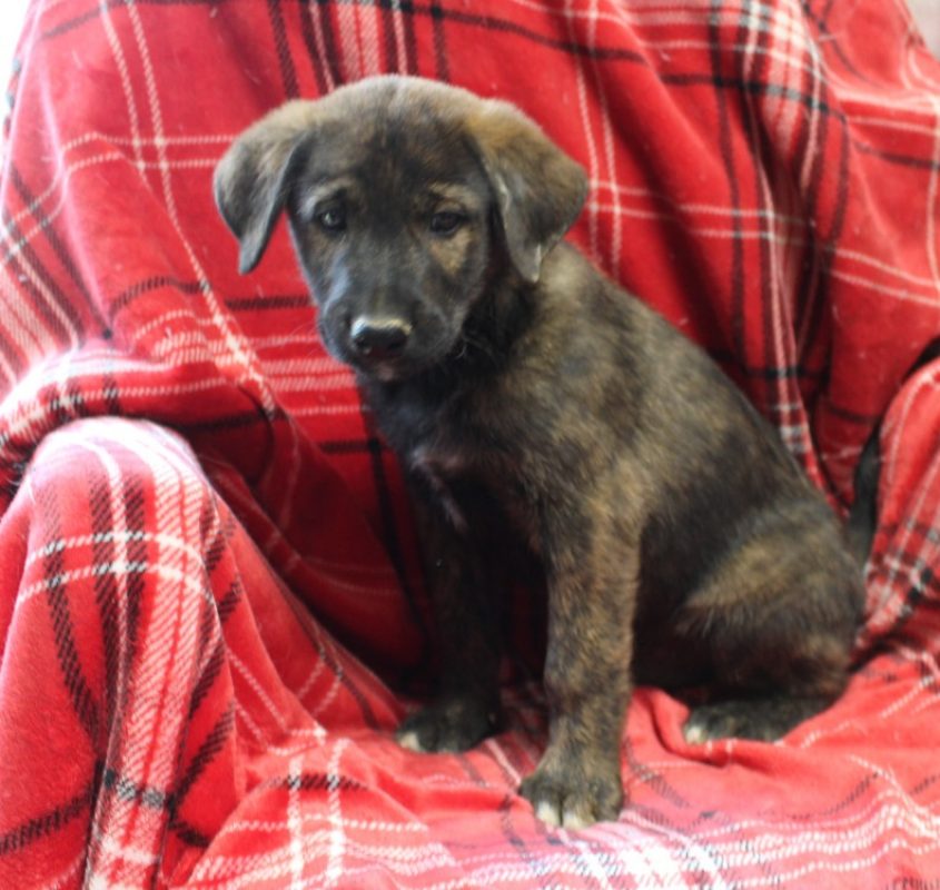 Maa - Chien à adopter