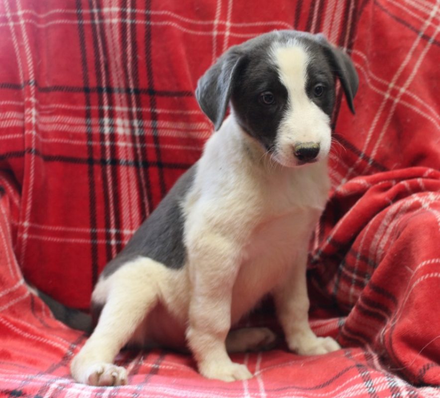 Maa - Chien à adopter
