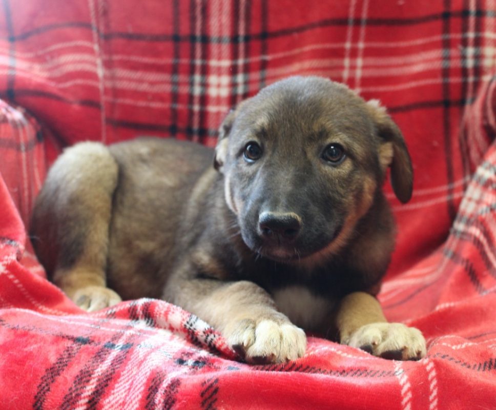 Maa - Chien à adopter