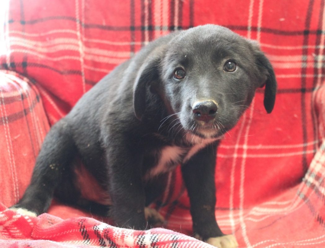 Maa - Chien à adopter