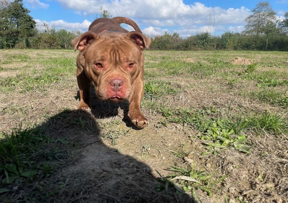 Sully - Chien American Bully à adopter