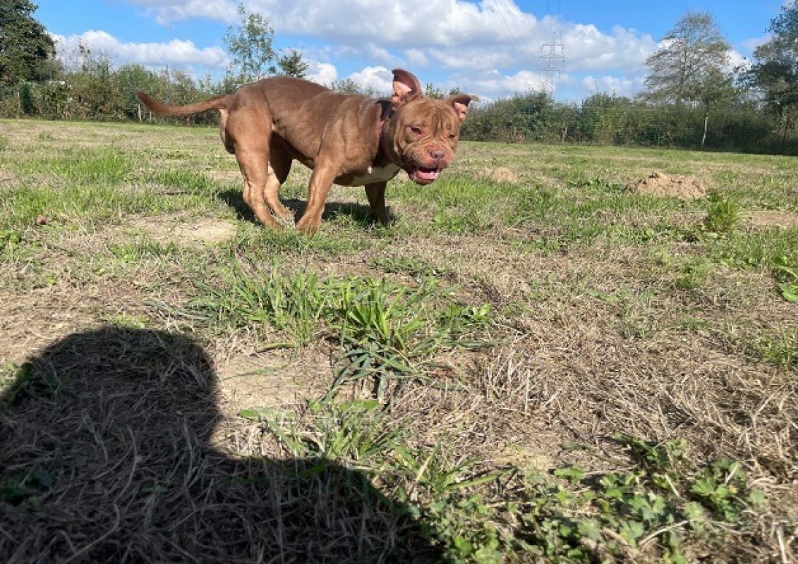 Sully - Chien American Bully à adopter - photo 2