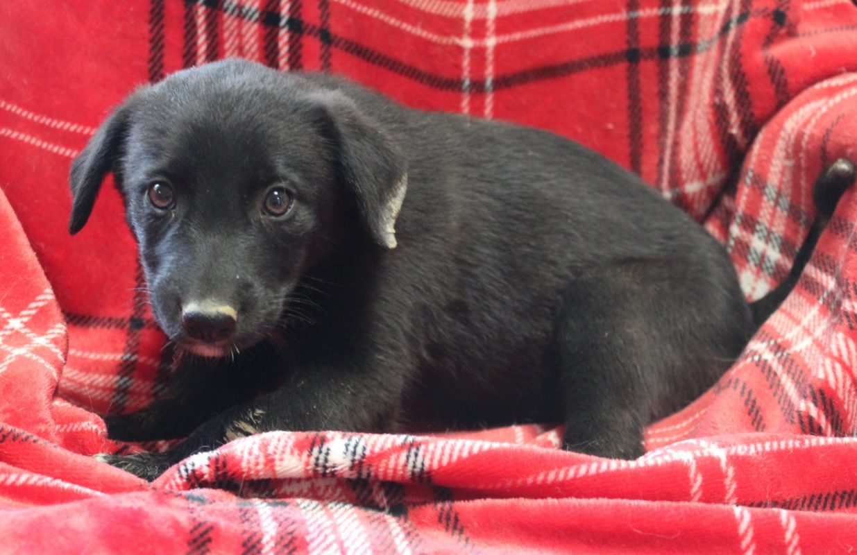 Maa - Chien à adopter