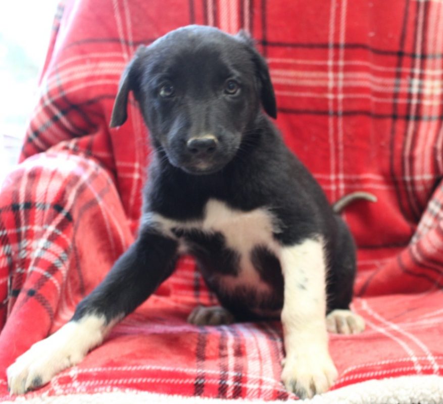 Maa - Chien à adopter