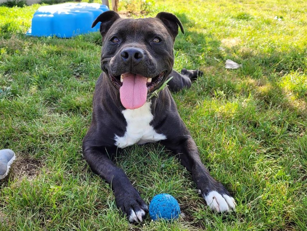 Maestro - Chien à adopter