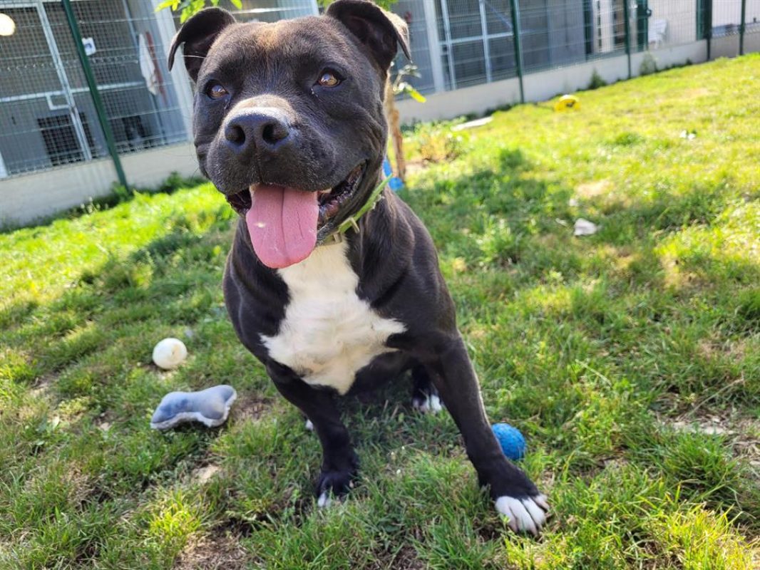 Maestro - Chien à adopter - photo 2
