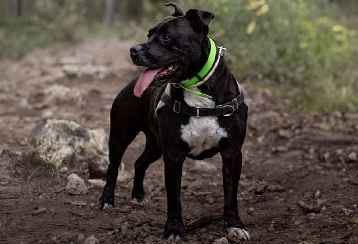 Maestro - Chien à adopter - photo 3