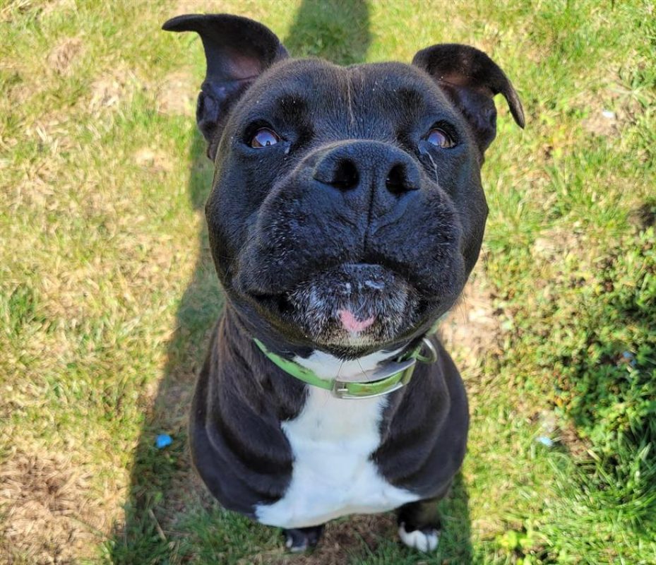 Maestro - Chien à adopter - photo 4