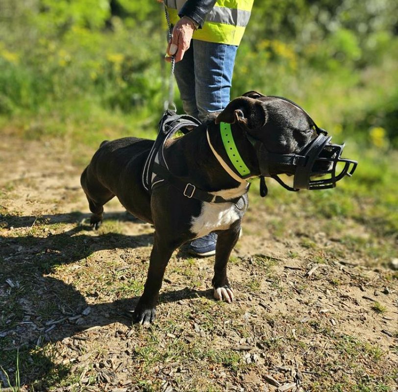Maestro - Chien à adopter - photo 5