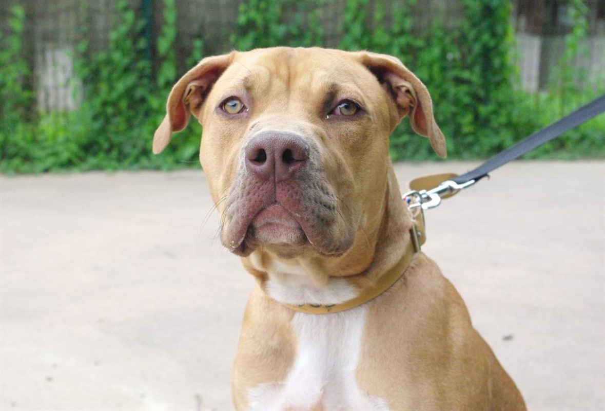 Toby - Chien Bouledogue Américain à adopter