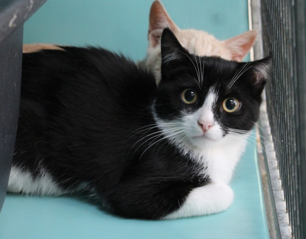 Fleffy - Chat Européen à adopter