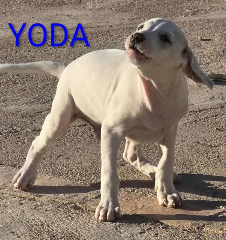 Yoda - Chien à adopter