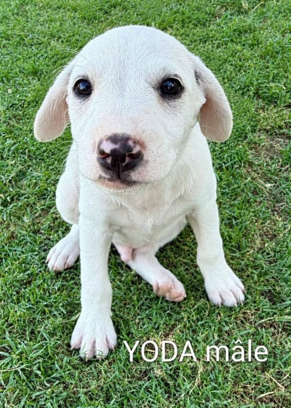 Yoda - Chien à adopter - photo 2