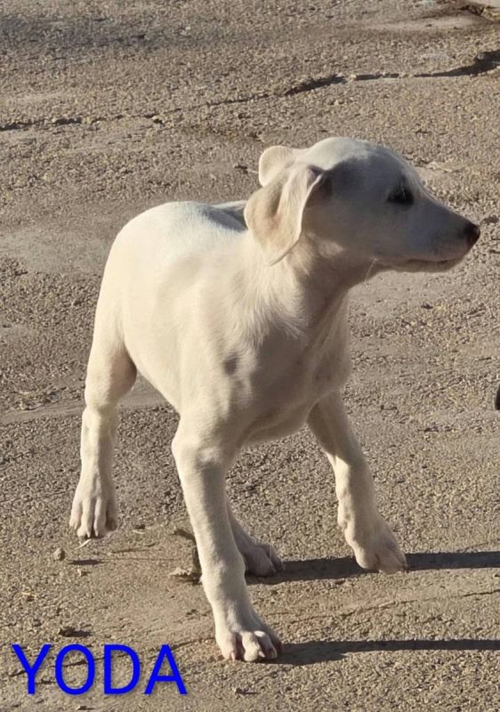Yoda - Chien à adopter - photo 3