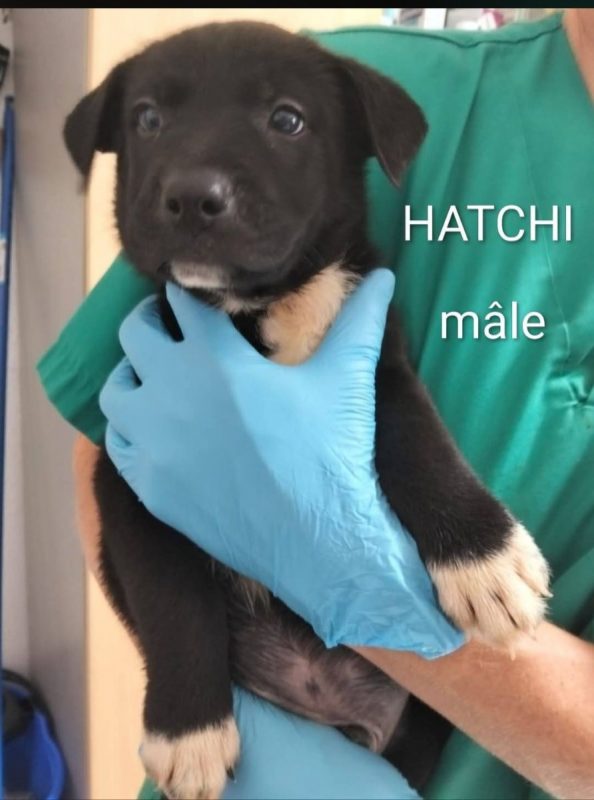 Hatchi - Chien à adopter