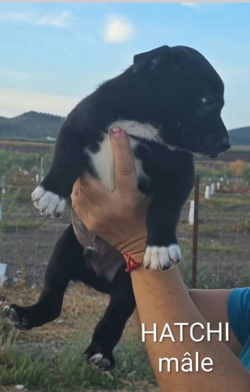 Hatchi - Chien à adopter - photo 2