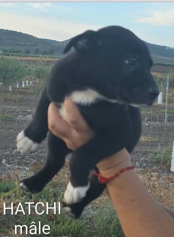 Hatchi - Chien à adopter - photo 3