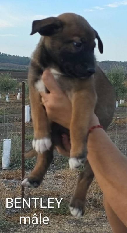 Bentley - Chien à adopter