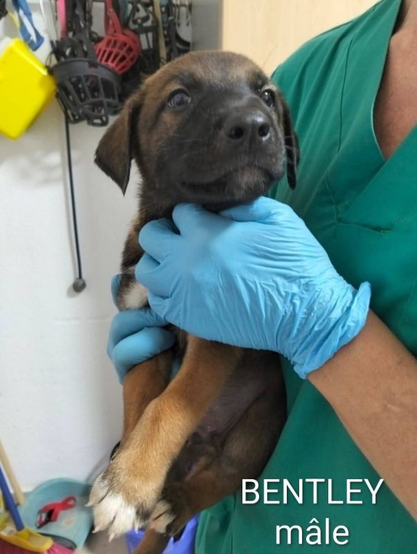 Bentley - Chien à adopter - photo 3
