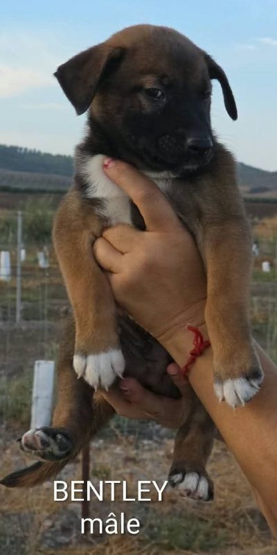 Bentley - Chien à adopter - photo 2